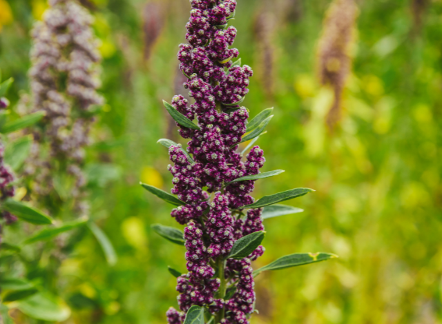Quinoa campo